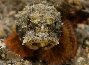 A Pit Bull, small but ferocious, maybe 3 inches long. Mus... by John Roach 
